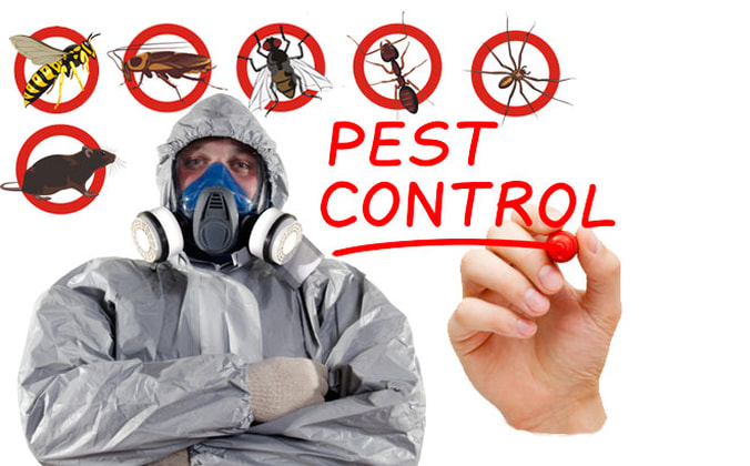 Full Spectrum Pest Control: Termite, cockroach, and rodent eradication.